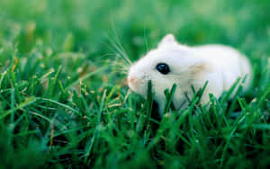 A White Hamster Is Sitting In The Grass Wallpaper