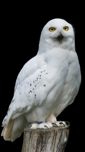 A White Owl Sitting On A Wooden Stump Wallpaper