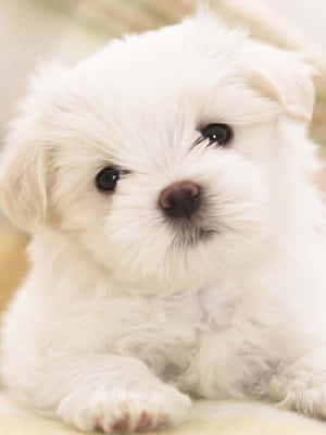 A White Puppy Is Sitting On A Yellow Blanket Wallpaper