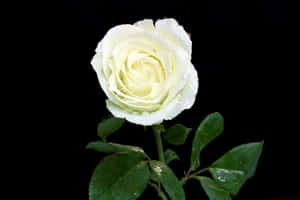 A White Rose - A Timeless Symbol Of Beauty, Love And Grace. Wallpaper