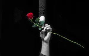 A White Rose In A Field Of Blue. Wallpaper