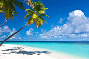 A White Sandy Beach Wallpaper