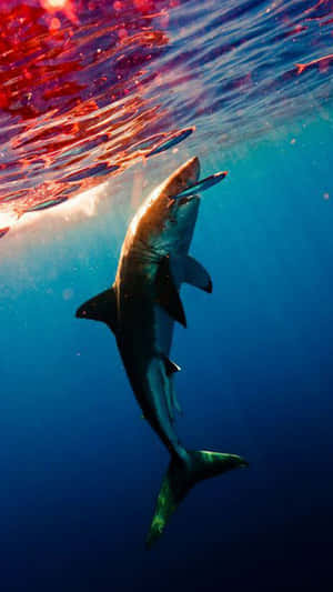A White Shark Swimming Under The Water Wallpaper