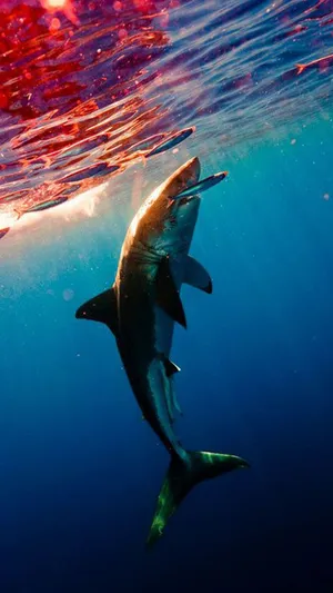 A White Shark Swimming Under The Water Wallpaper