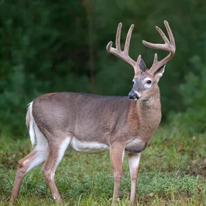 A White-tailed Deer Grazing In A Meadow Wallpaper