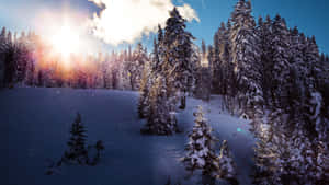 A Winter Wonderland - Enjoy The Snow-covered View Wallpaper