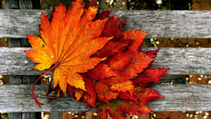 A Wooden Bench With Leaves On It Wallpaper