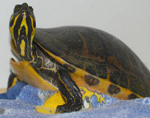 A Yellow-bellied Slider Gliding Through Crystal Clear Water Wallpaper