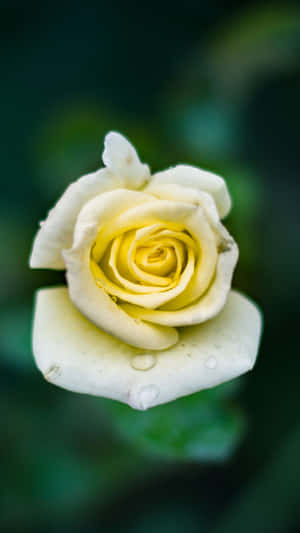 A Yellow Rose With Water Droplets On It Wallpaper