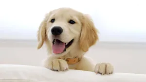 A Young Golden Retriever Puppy Looking Up At The Camera And Being Curious Wallpaper