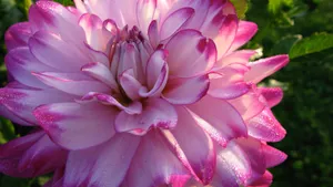 Abstract Bright Color Splash Wallpaper