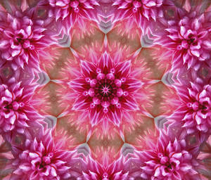 Abstract Pink Color Floral Pattern Wallpaper