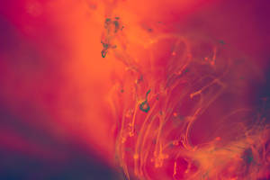 Abstract Red Color Liquid Wallpaper