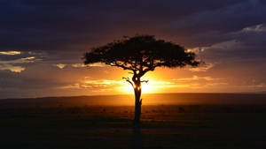 Acacia Tree Silhouette Africa 4k Wallpaper