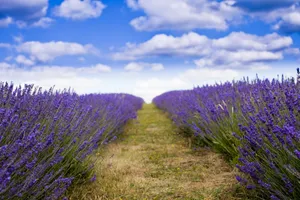 Achieve A Lavender Aesthetic With The Right Laptop Wallpaper