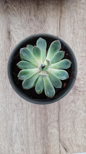 Add A Little Succulent Life To Your Iphone Wallpaper