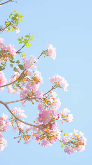 Add A Unique And Stylish Touch To Your Phone With This Flowery Aesthetic. Wallpaper