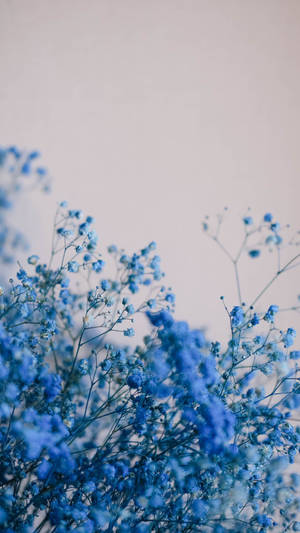 Add Some Cuteness To Your Day With This Beautiful Light Blue Background Wallpaper