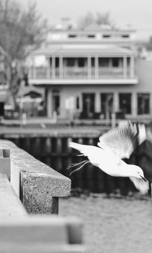 Adelaide Seagull Greyscale Photograph Wallpaper