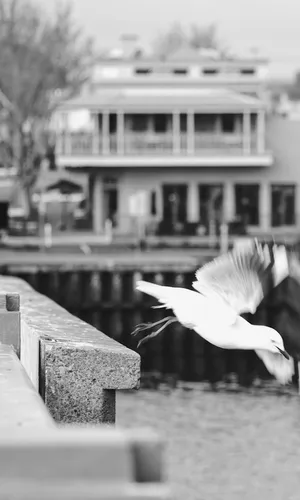 Adelaide Seagull Greyscale Photograph Wallpaper