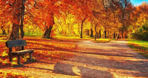 Admire The Beautiful Changing Scenery Of Fall Wallpaper