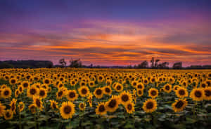 Admiring The Beauty Of A Cute Sunflower Wallpaper