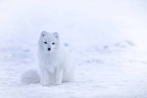 Adorable Arctic Fox In The Winter Snow Wallpaper