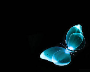 Adorable Baby Black Kitten Wallpaper