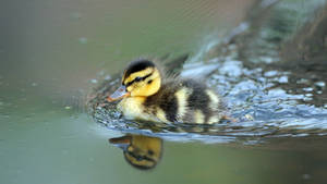 Adorable Baby Duck Paddling In Water Wallpaper