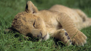 Adorable Baby Lion Taking A Nap Wallpaper