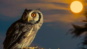 Adorable Baby Owl Enjoying The Dawn Wallpaper