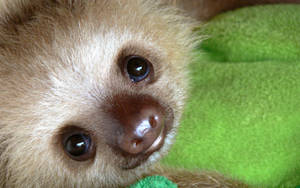 Adorable Baby Sloth Wallpaper