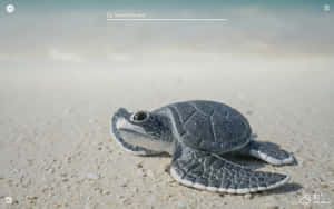 Adorable Baby Turtle Takes A Stroll Wallpaper
