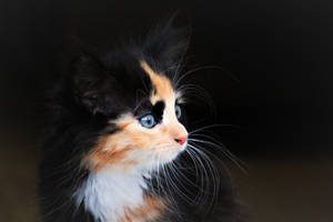 Adorable Black And Orange Kitten. Wallpaper