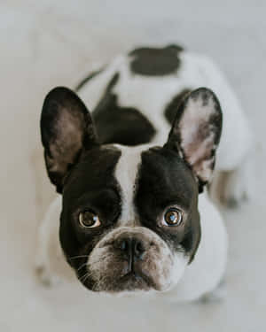 Adorable Black And White French Bulldog Looking Intrigued Wallpaper