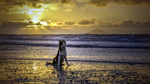 Adorable Border Collie Playing On The Beach Wallpaper