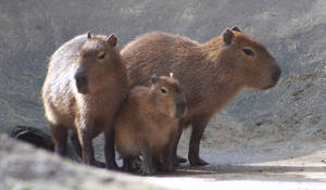Adorable Capybara Trio Wallpaper