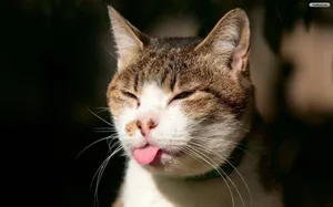 Adorable Cat Lounging In Sunshine Wallpaper