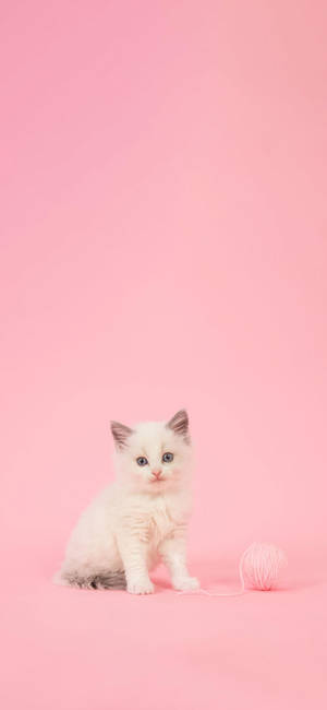 Adorable Cat Themed Phone Screen For Girly Style Wallpaper