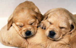 Adorable Cute Little Puppies Wallpaper