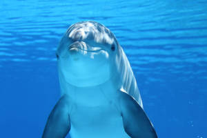 Adorable Dolphin Wild Animal Wallpaper