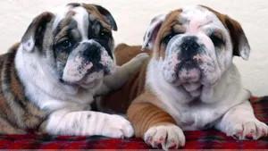 Adorable English Bulldog Puppies Lounging Together Wallpaper