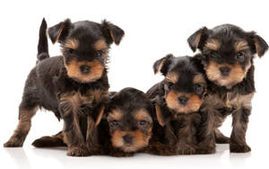 Adorable Family Portrait Of Purebred Yorkie Puppies Wallpaper