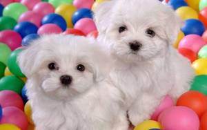 Adorable Fluffy Puppy Expressing Playfulness Wallpaper