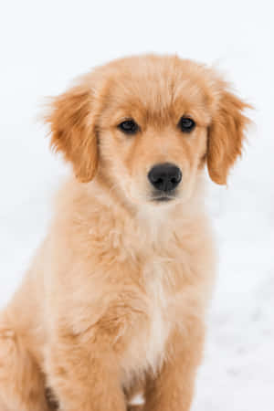 Adorable Golden Retriever Pup With Floppy Ears And A Winning Smile Wallpaper