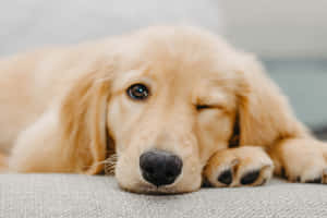 Adorable Golden Retriever Puppy Wallpaper