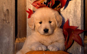 Adorable Golden Retriever Puppy Enjoying Autumn Wallpaper