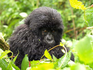 Adorable Gorilla Enjoying The Sun Wallpaper