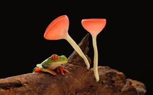 Adorable Green Frog Posing On A Leaf Wallpaper