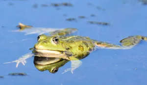 Adorable Green Frog Resting On Leaf Wallpaper